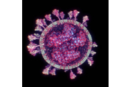 FOTO Cum arata coronavirusul in 3D. Cercetatori din Austria au realizat imaginea dupa mostre inghetate