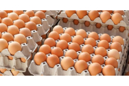 Focar de gripă aviară la cel mai mare producător de ouă din Suedia. 1,3 milioane de pui vor fi omorâți