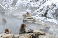 FOTO/VIDEO -  Povestea maimuțelor de zăpadă din Jigokudani