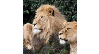 lions-are-seen-in-their-counpound-at-the-artis-amsterdam-royal-zoo-2