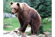 Comisia Europeană a cerut Franței repopularea cu urs în Pirinei