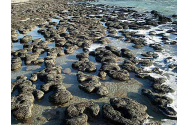 Stromatoliții, martorii tăcuți la Facerea Lumii