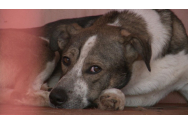 Un ucigaș de câini, reținut la Slănic Moldova