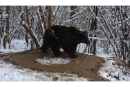 Primăria Piatra Neamț vine în ajutorul ursoaicei traumatizate de la Castelul Peleș. Edilii fac un sondaj de opinie legat de bunăastarea animalelor