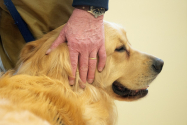 Câini antrenați în Germania pentru depistarea COVID. Precizia este de 94 la sută