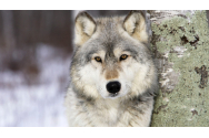 FOTO/VIDEO - Întâlnire cu un lup într-o pădure din Covasna