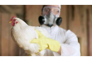 Gripa aviară din Rusia amenință două județe din Moldova