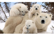 Urșii polari împiedică planurile de prospectare petrolieră în zona artică a SUA