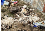 50 de câini, uciși lângă Buhuși