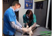 la USAMV a fost deschis primul Spital Veterinar de Urgență pentru animale mici din Moldova