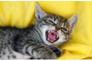 Veste NEAȘTEPTATĂ din Italia: PRIMUL caz de infecție cu tulpina britanică a COVID-19 a apărut la o pisică