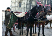 Birjarii din Viena cer ajutor pentru caiii lor. Oamenii pot dona mere și morcovi