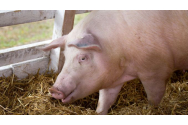 Alertă la Botoșani! Un porc a murit de pestă