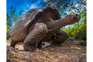 Un poliţist a fost arestat pentru trafic de ţestoase în Galapagos