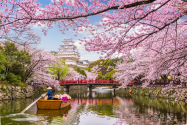 GALERIE FOTO - Cele mai frumoase imagini cu cireșii înfloriți din Japonia. În acest an copacii au înflorit mai devreme