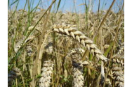 Veşti îngrijorătoare la început de aprilie - Preţul grâului şi al porumbului a explodat, ar putea urma scumpiri în lanţ