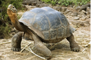 Cum face fizioterapie o broască țestoasă cu probleme articulare la umăr