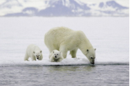 Ca să nu moară de foame, urșii polari își schimbă alimentația. 25.000 de urși sunt în pericol