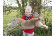 A fost furat cel mai mare iepure din lume, inscris in Guinness World Records