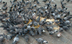 Ce se întâmplă dacă hrănești porumbeii dintr-un oraș important al României. Măsura ar fi bună și la Iași