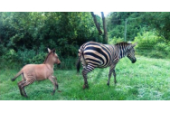 FOTO/VIDEO - Ce iese din dragostea dintre o zebră și un măgar? Un pui cu picioarele vărgate