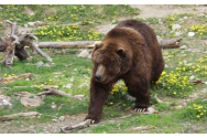 Un urs a atacat o stână din județul Alba