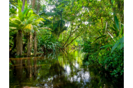 Vedetele de la Hollywood vor să salveze pădurea amazoniană