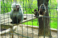    Grădina zoologică din Piatra-Neamț a fost desființată