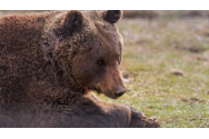 Acuzații de braconaj: cel mai mare urs din UE a fost omorât de un prinț austriac în Covasna