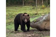 Prima reacție a prințului austriac, după ce a ucis cel mai mare urs din România