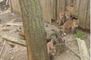 12 vulpi găsite într-o casă părăsită din Botoșani