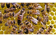 Albine antrenate să depisteze COVID