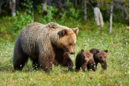 Marea minciună din cazul ursului Arthur: nu se dă derogare pentru ursoaică cu pui