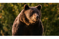 Uciderea ursului Arthur schimbă legea. Străinii nu vor mai vâna în România