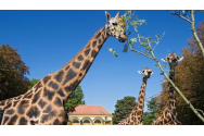 A murit cea mai bătrână girafă din Europa