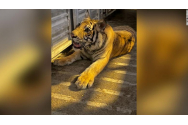Un tigru s-a plimbat o săptămână pe străzile din Houston. El aparține unui american 
