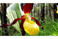 Bijuteriile Iașului - Papucul Doamnei, o floare rară, declarată monument al naturii prin Decret Regal