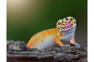 Cum au ajuns șopârlele gecko să trăiască în România. La unele popoare sunt aducătoare de noroc