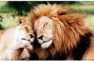O leoaică dintr-un parc zoologic din India, infectată cu Covid-19, a murit