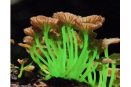 GALERIE FOTO - Ce sunt fascinantele ciuperci bioluminiscente