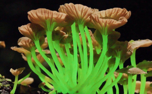 GALERIE FOTO - Ce sunt fascinantele ciuperci bioluminiscente