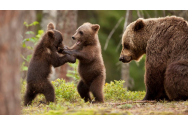 Urșii dau iama prin Galați. În Premieră, o ursoaică a fost zărită lângă o cultură de pepeni