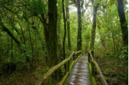 Popoarele amazoniene au salvat pădurea tropicală, lăsând-o nealterată timp de 5.000 de ani