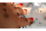 Bucureștenii sunt în pericol de boli grave din cauza unei invazii de țânțari