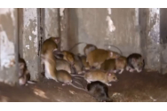 Sute de deținuți dintr-o închisoare din Australia sunt evacuați din cauza unei invazii de şoareci