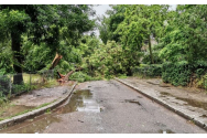 Furtună la Galați. 70 de copaci au fost rupți de vânt