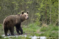 Bărbat atacat de urs în zona Barajului Vidraru, după ce a scos mâna pe geam să-i facă o poză Un bărbat de 50 de ani a fost atacat de un urs în zona Barajului Vidraru, după ce ar fi scos mâna pe geam s