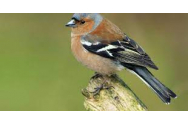Păsările cântătoare, protejate în Franța. Riști pușcărie dacă le capturezi