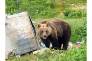 Protest împotriva urșilor, în Harghita