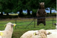 Urșii din Maramureș au început să atace stânele. Au ucis deja două vaci